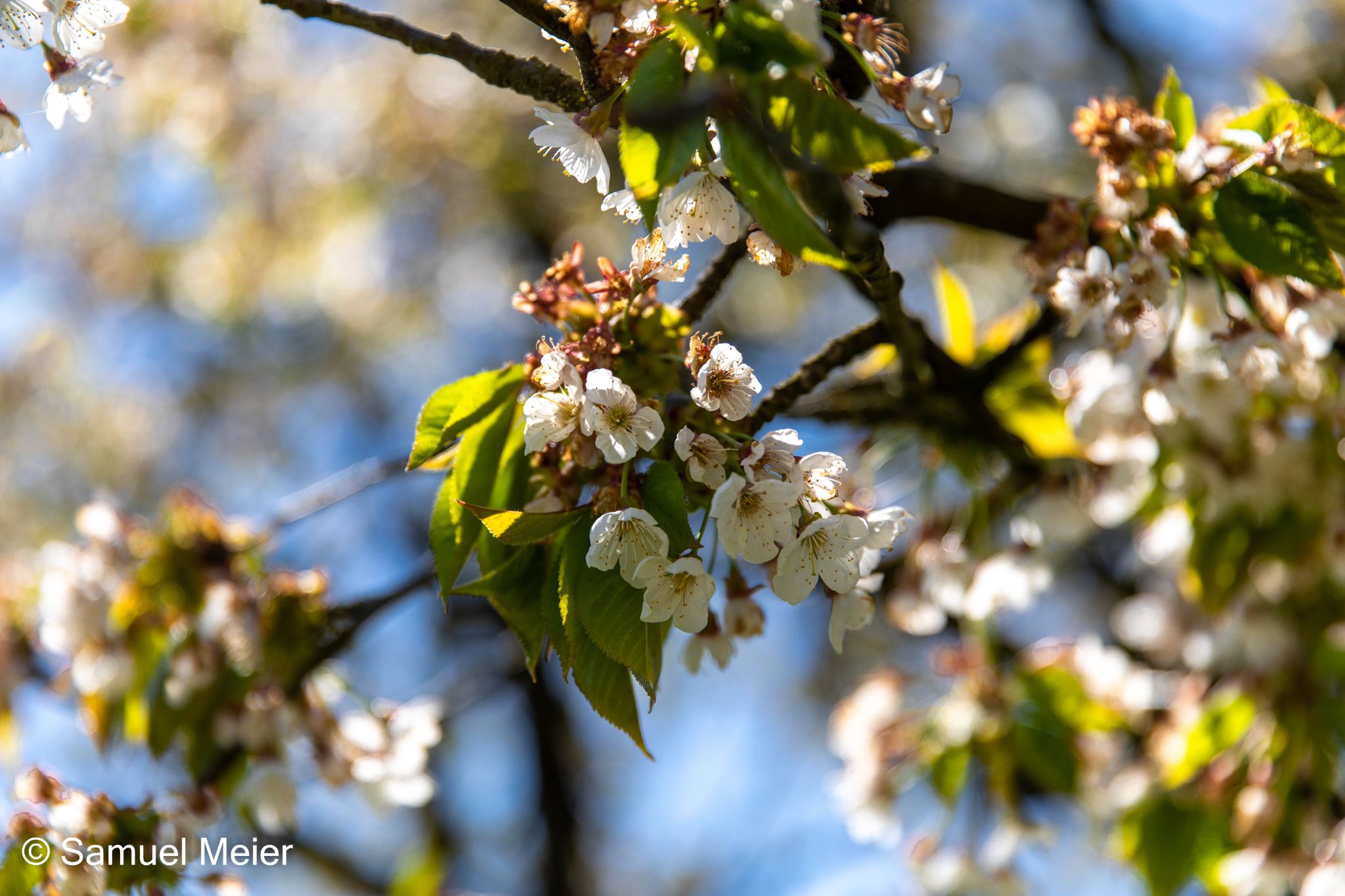 Fricktaler Chriesiwäg